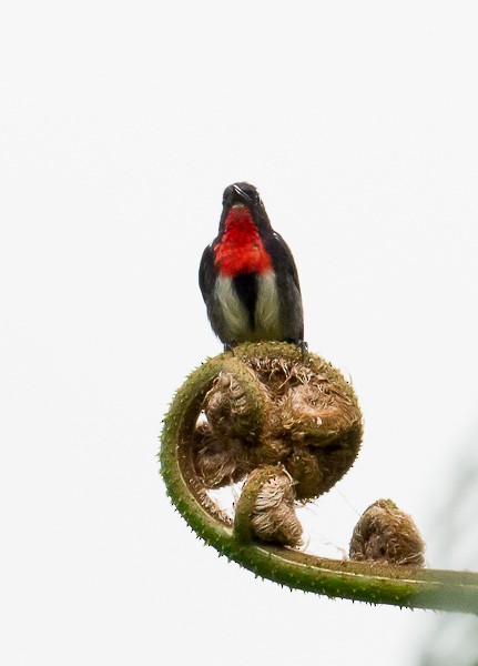 Gray-sided Flowerpecker (Gray-sided) - Simon van der Meulen