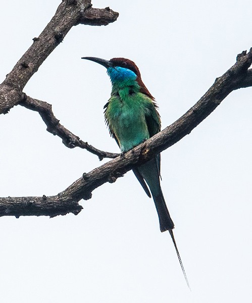 Blue-throated Bee-eater - ML379408311
