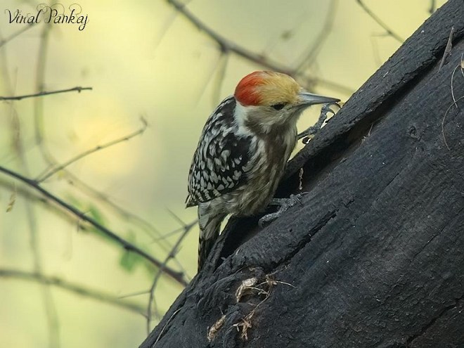 Yellow-crowned Woodpecker - ML379409631