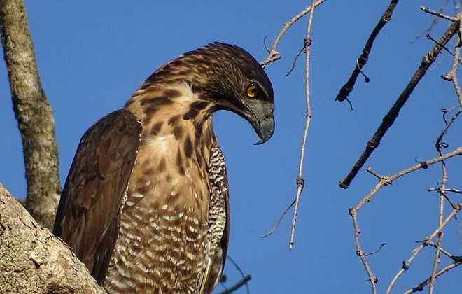 Sulawesi Hawk-Eagle - ML379410071