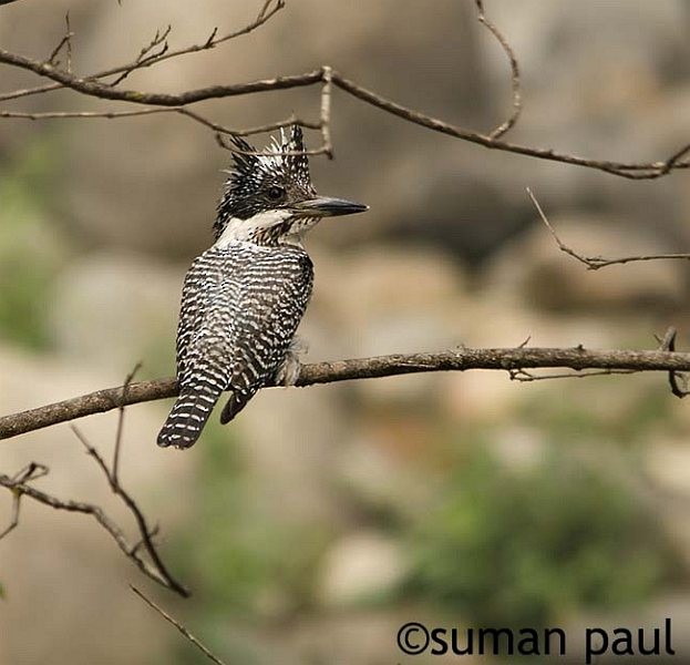 Crested Kingfisher - ML379410241