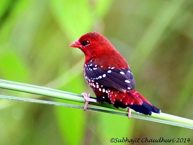 Red Avadavat (Red-bellied) - ML379410771