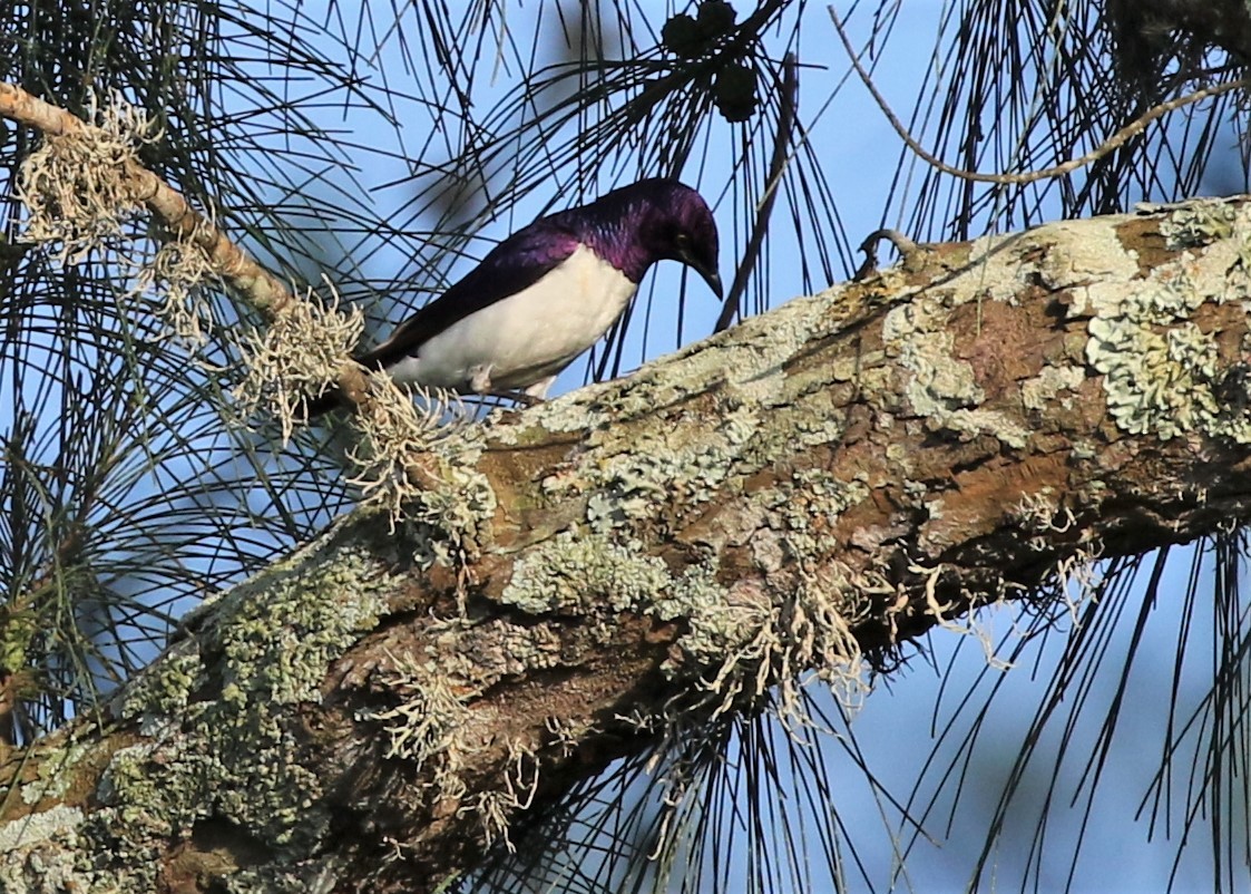 Violet-backed Starling - ML379411071