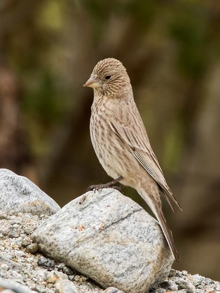Great Rosefinch (Spotted) - ML379413241