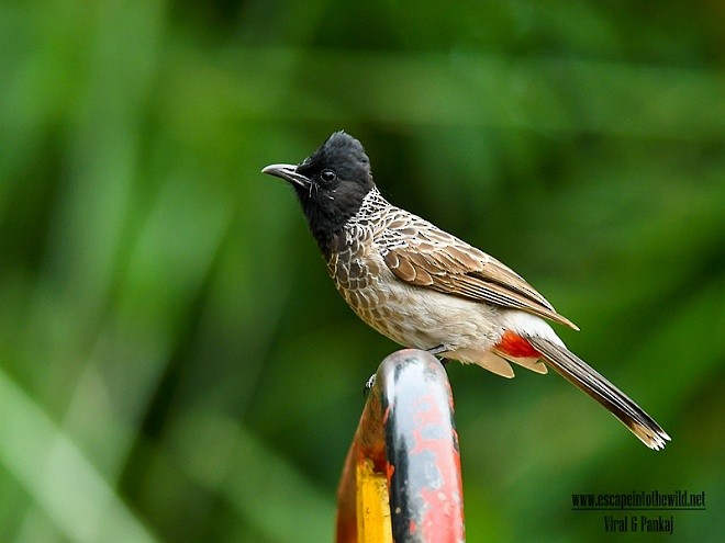 Red-vented Bulbul - ML379413341