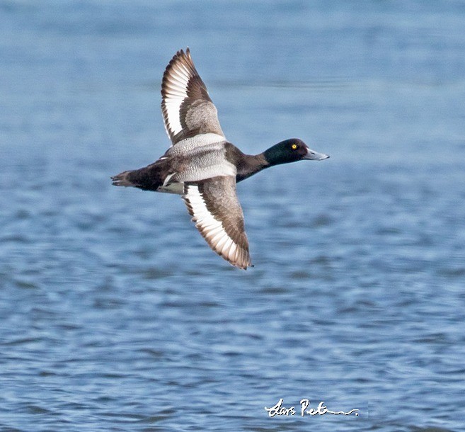 Greater Scaup - ML379413781