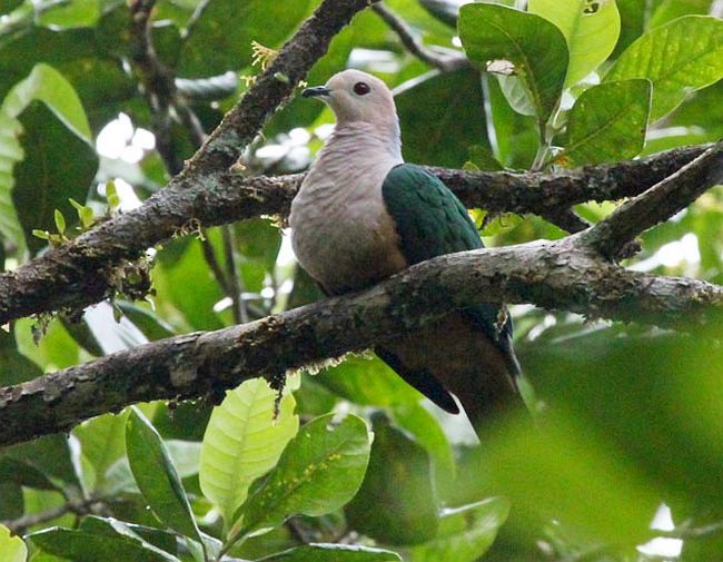 Cinnamon-bellied Imperial-Pigeon (Gray-naped) - ML379414201