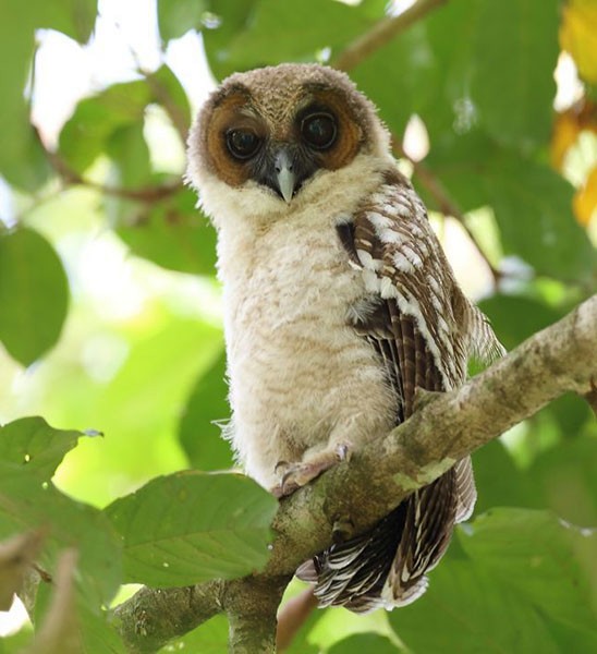 Brown Wood-Owl (Brown) - Premasiri Mapalagama