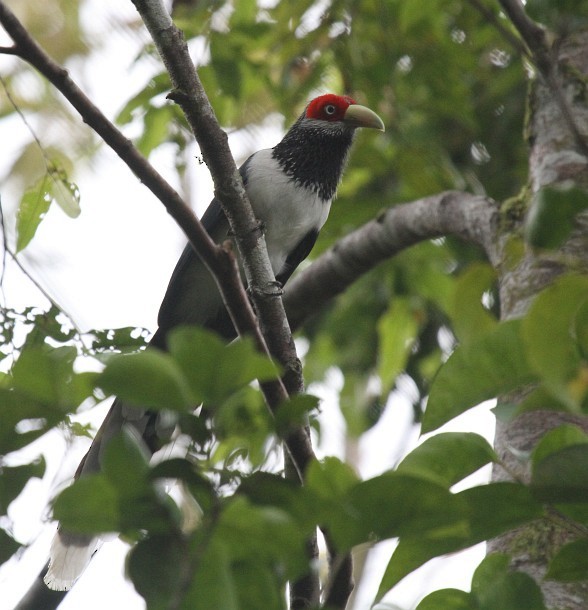 Red-faced Malkoha - ML379418801