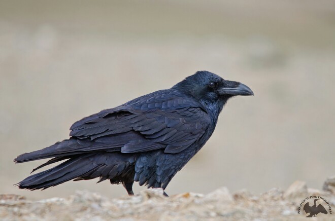 Common Raven - ML379419261