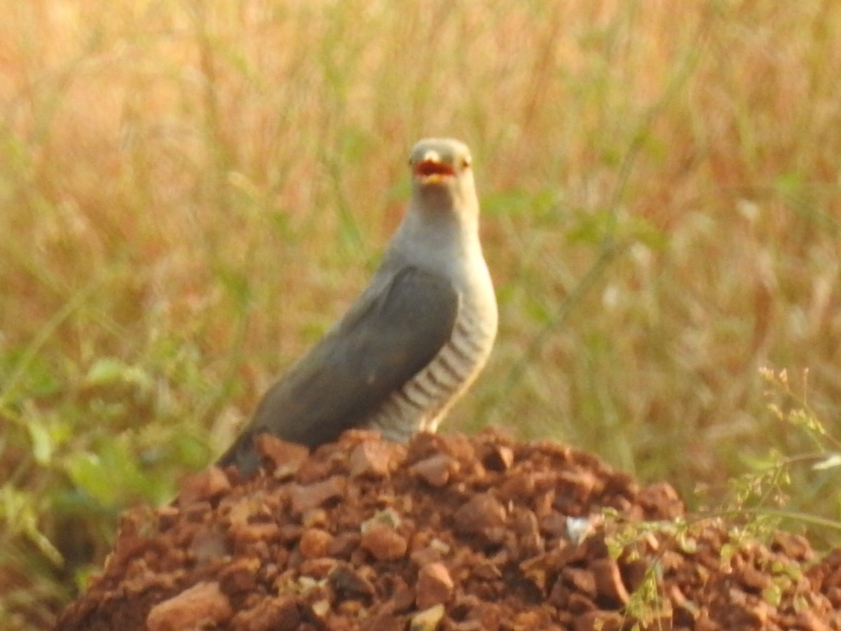Common Cuckoo - Rajendra Gadgil