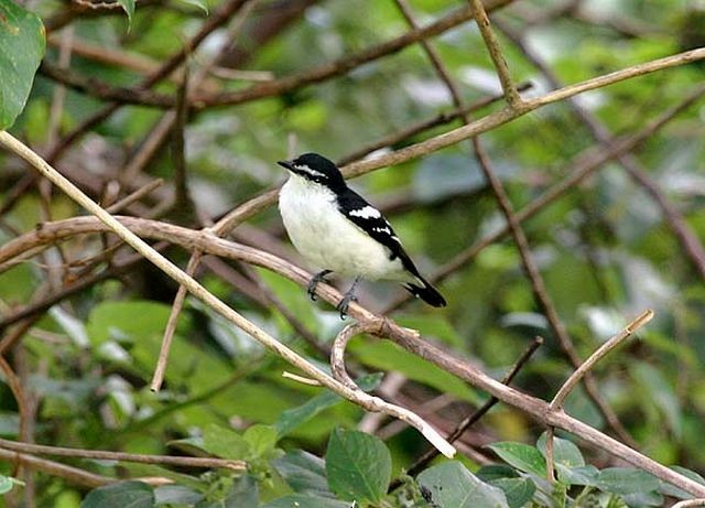 White-browed Triller - Mehd Halaouate