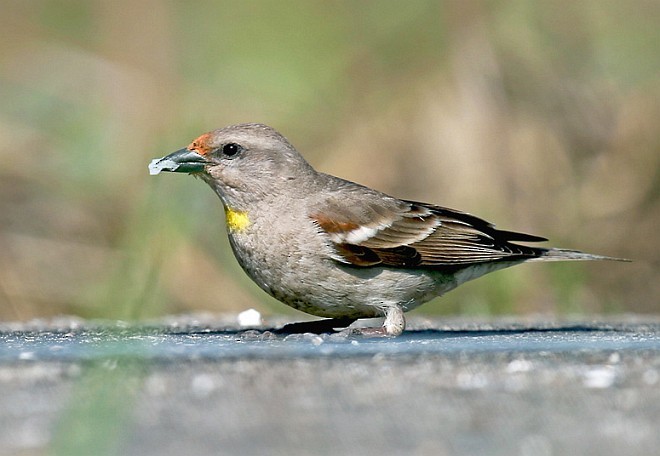 Yellow-throated Sparrow - Sarita Subramaniam