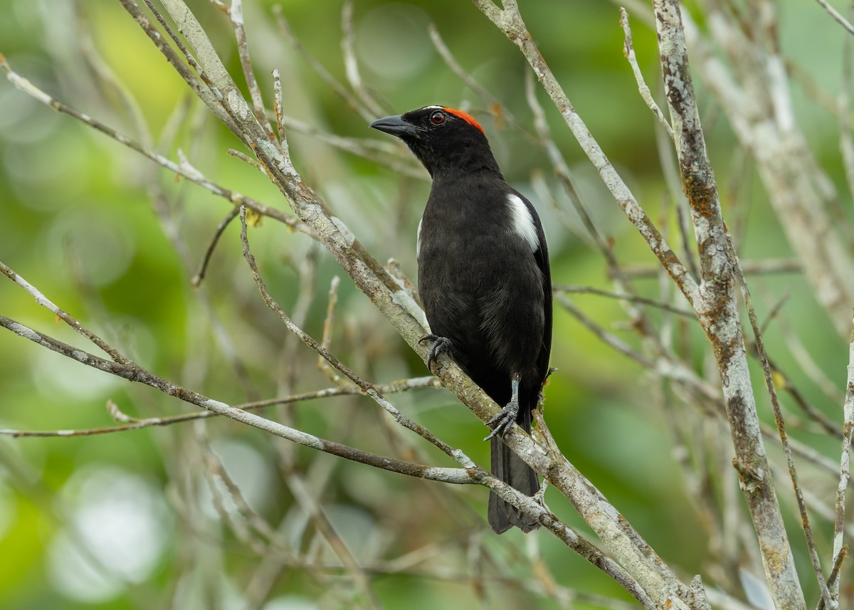 Scarlet-browed Tanager - ML379426361
