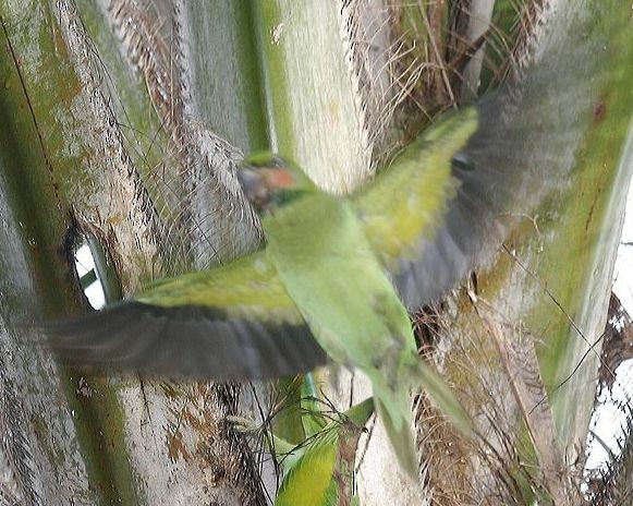 Long-tailed Parakeet (Long-tailed) - ML379426631