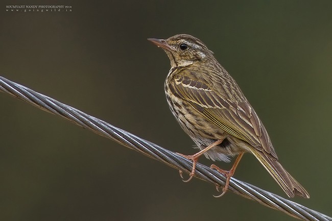 Olive-backed Pipit - ML379426971