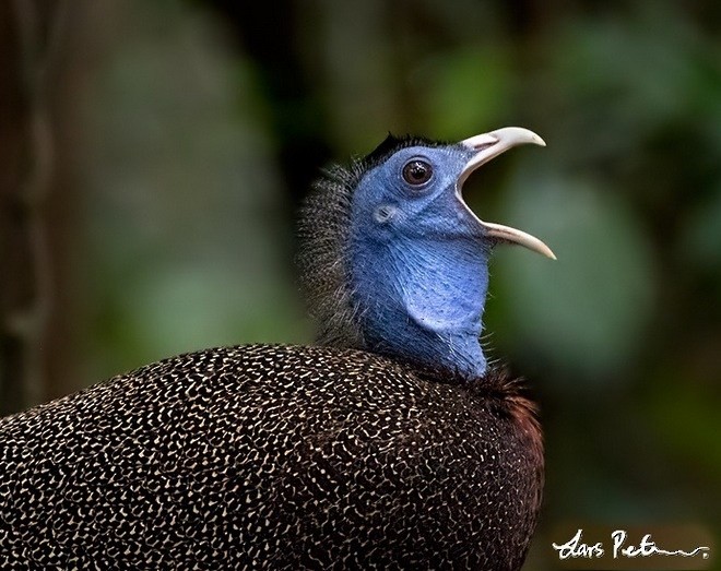 Great Argus - Lars Petersson | My World of Bird Photography