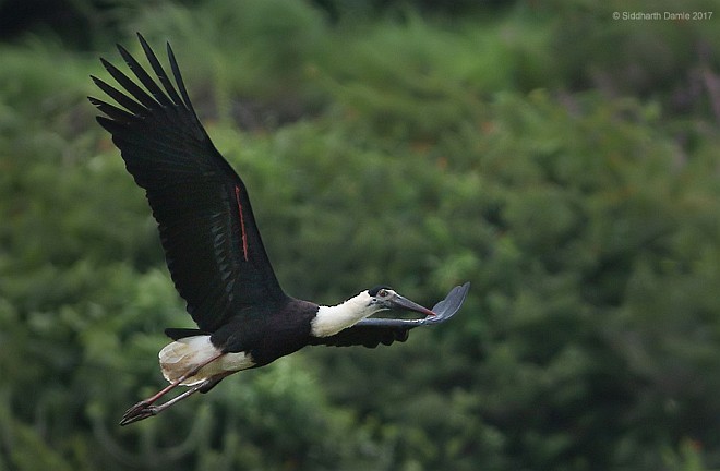 Asian Woolly-necked Stork - ML379429991