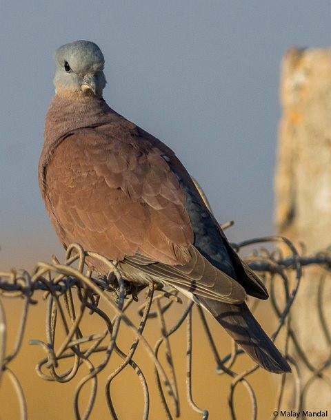 Red Collared-Dove - ML379430031