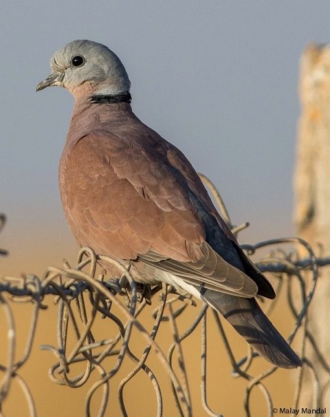 Red Collared-Dove - ML379430041