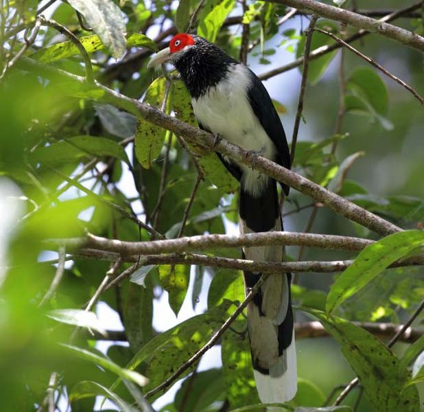 Red-faced Malkoha - ML379431671
