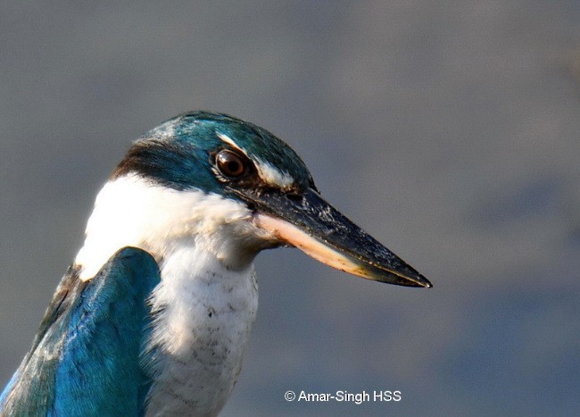 Collared Kingfisher (Oriental) - Amar-Singh HSS