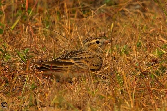 Mongolian Short-toed Lark - ML379433531