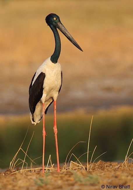 Black-necked Stork - Nirav Bhatt