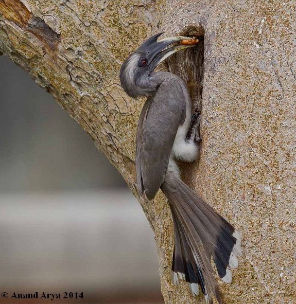 Indian Gray Hornbill - Anand Arya