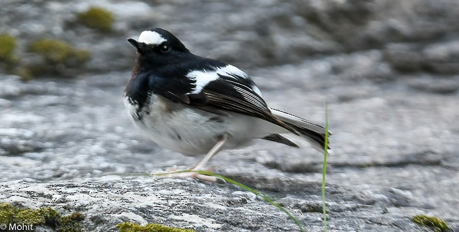 Little Forktail - ML379435271
