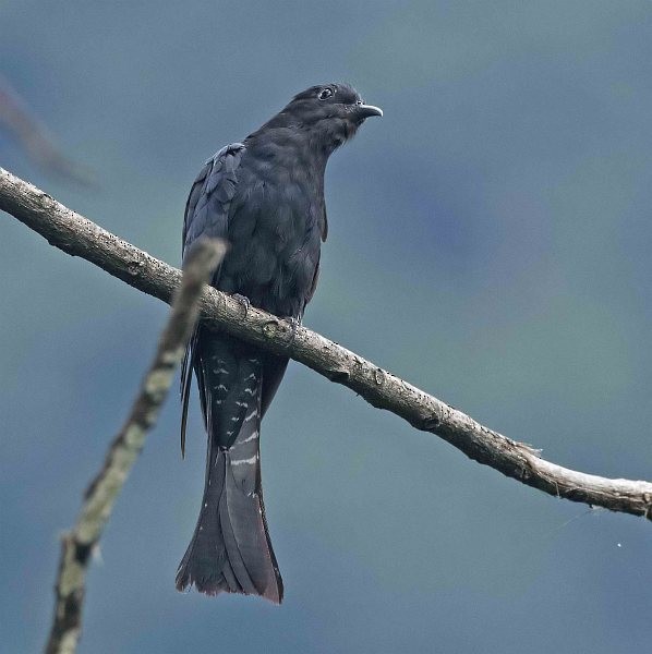 Square-tailed Drongo-Cuckoo - ML379435881