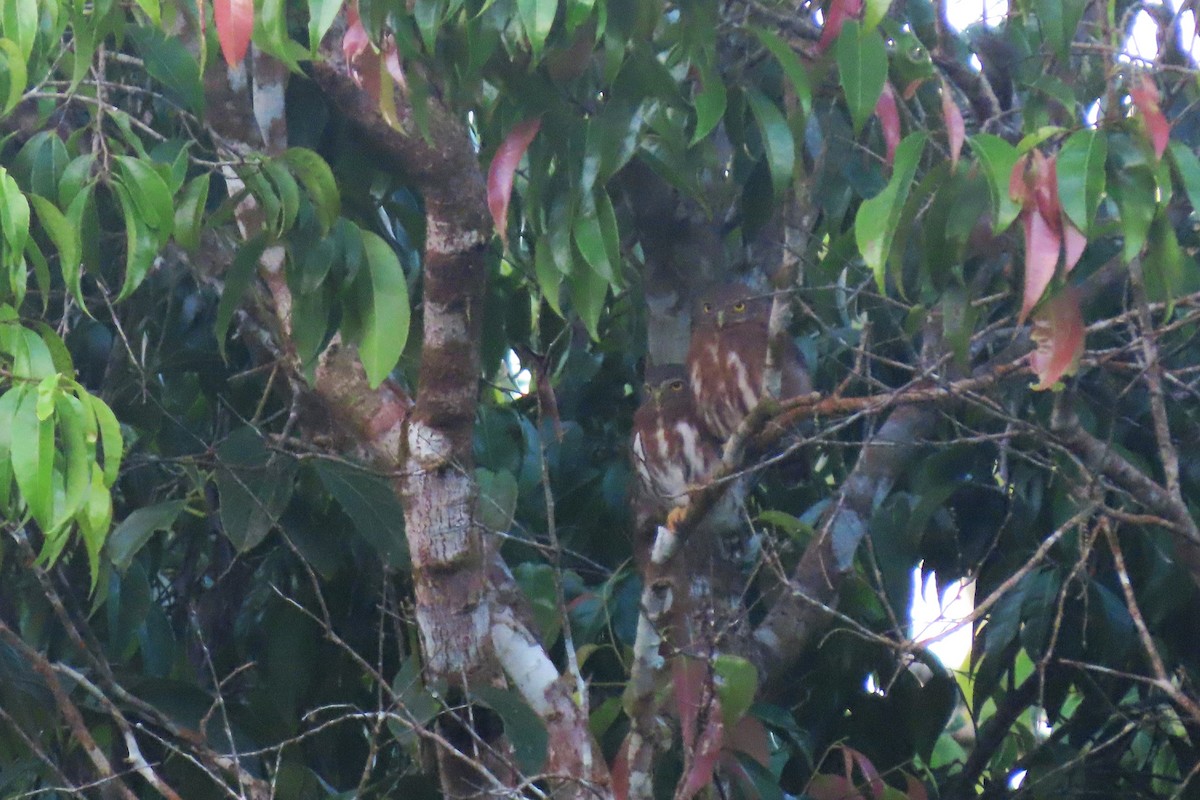 Central American Pygmy-Owl - ML379438911