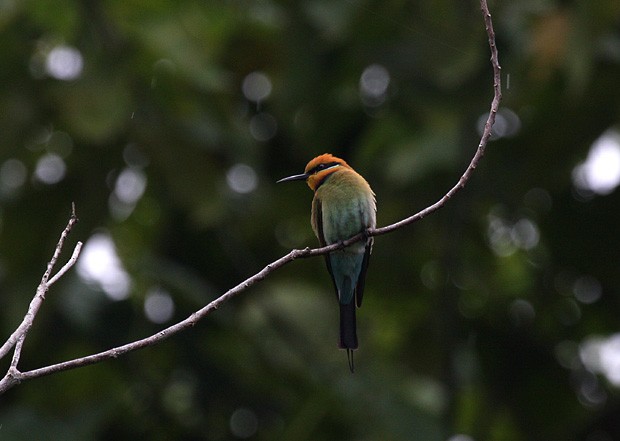 Rainbow Bee-eater - ML379439301