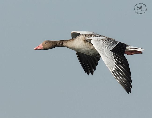 Graylag Goose (Siberian) - ML379440551