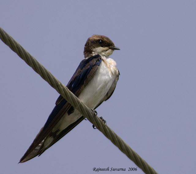 Wire-tailed Swallow - ML379441271