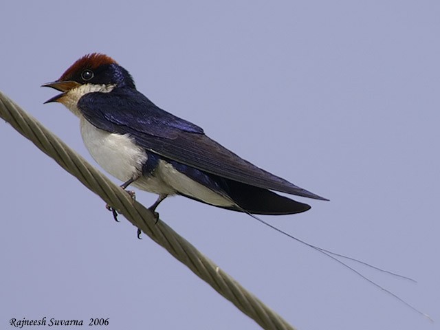 Wire-tailed Swallow - ML379441281