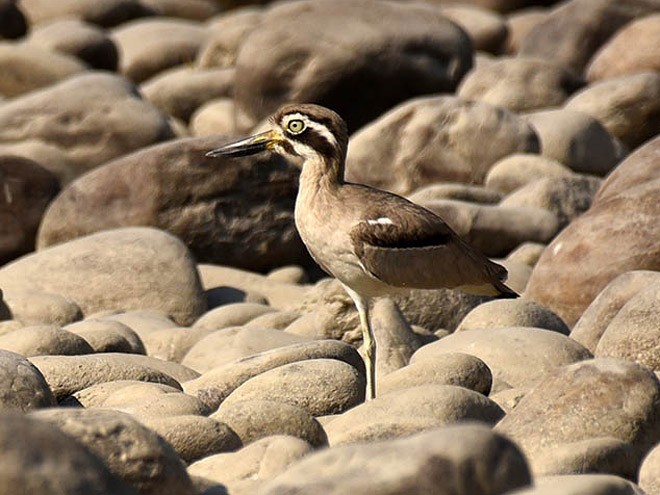 Great Thick-knee - ML379443101