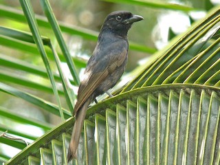  - Grande Comore Drongo