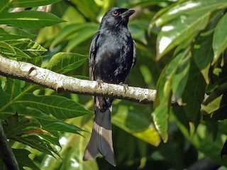  - Grande Comore Drongo