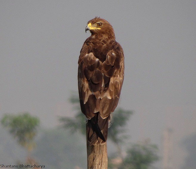 Indian Spotted Eagle - ML379447111