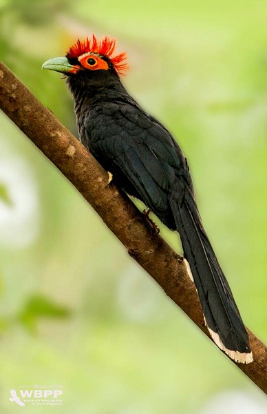 Red-crested Malkoha - ML379448261