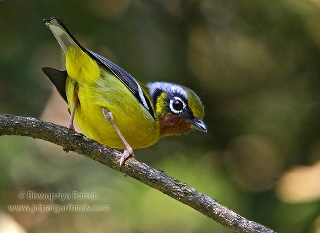 Black-eared Shrike-Babbler - Biswapriya Rahut