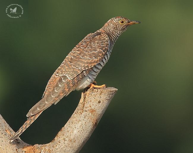 Common Cuckoo - ML379449661