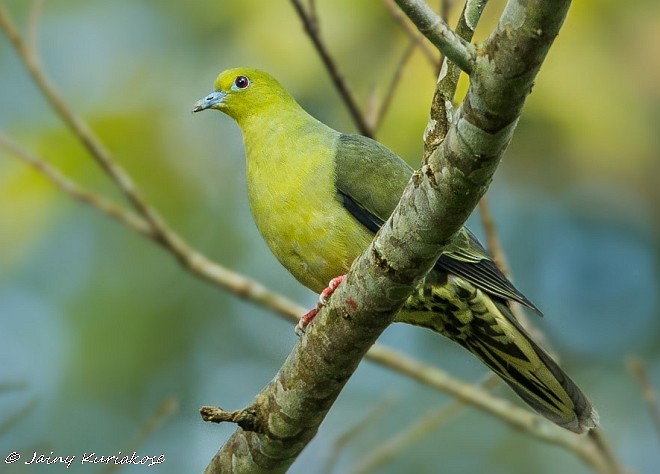 Wedge-tailed Green-Pigeon - ML379450661