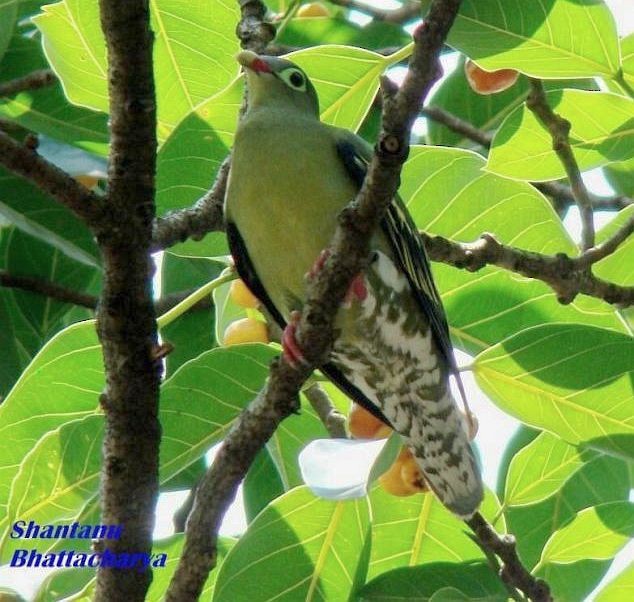 holub indomalajský (ssp. curvirostra) - ML379453371