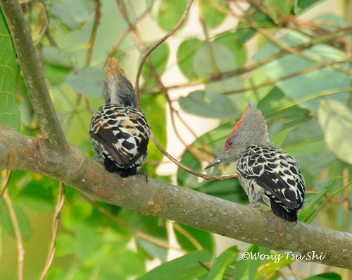 Gray-and-buff Woodpecker (Gray-and-buff) - ML379453541