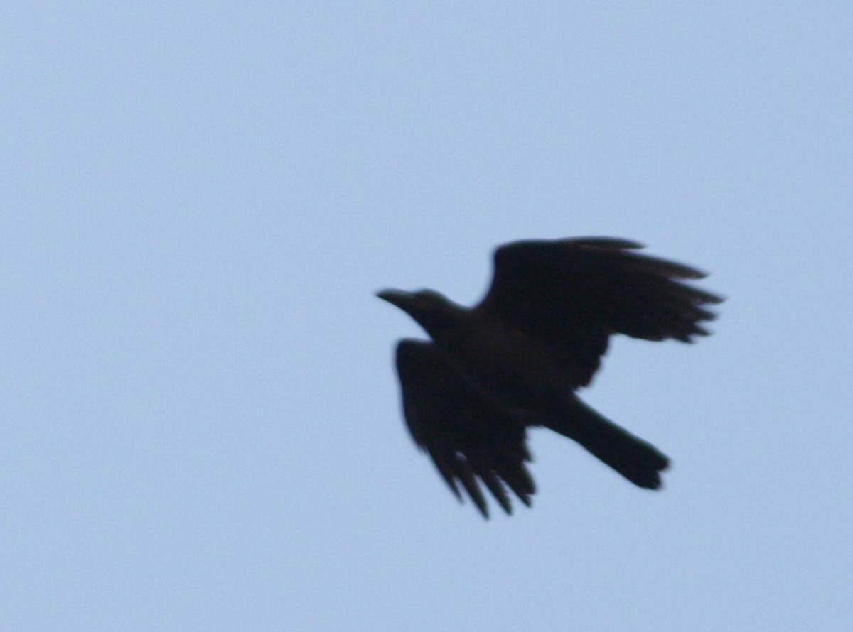Large-billed Crow (Eastern) - Dave Czaplak