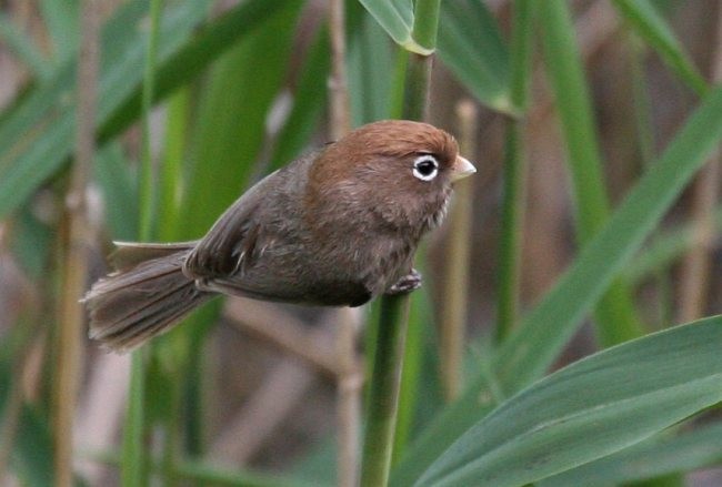 Spectacled Parrotbill - ML379454521