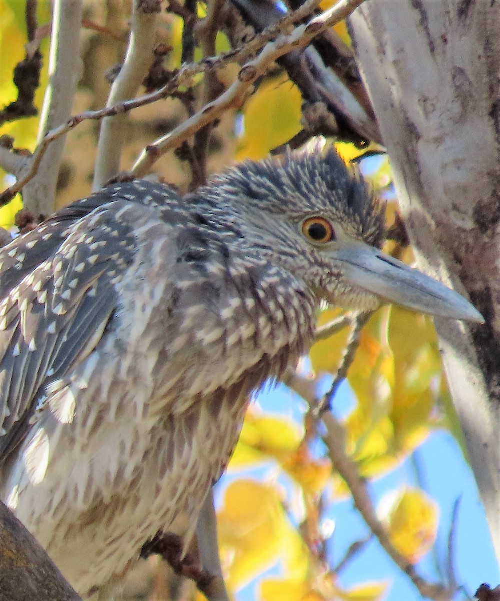Yellow-crowned Night Heron - Janet Gill