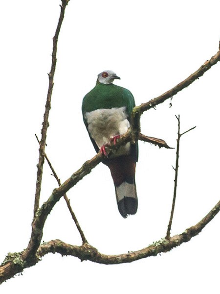 White-bellied Imperial-Pigeon - ML379454991